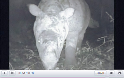 Javan rhino -- in yer face